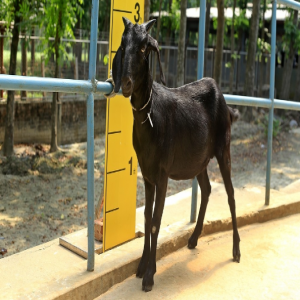 Goat wether (খাসি)